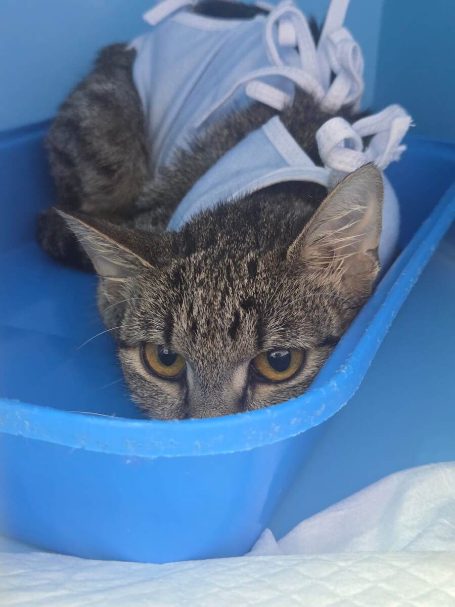 Попонку сняли уже, всё хорошо со швом