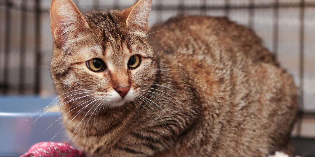 Кошечка, которая будет очень сильно Вас любить
