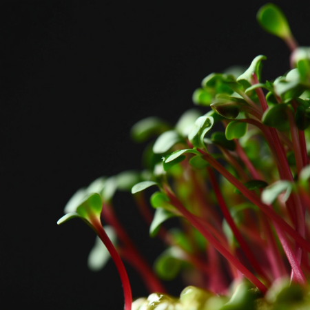 Микрогорчица красная