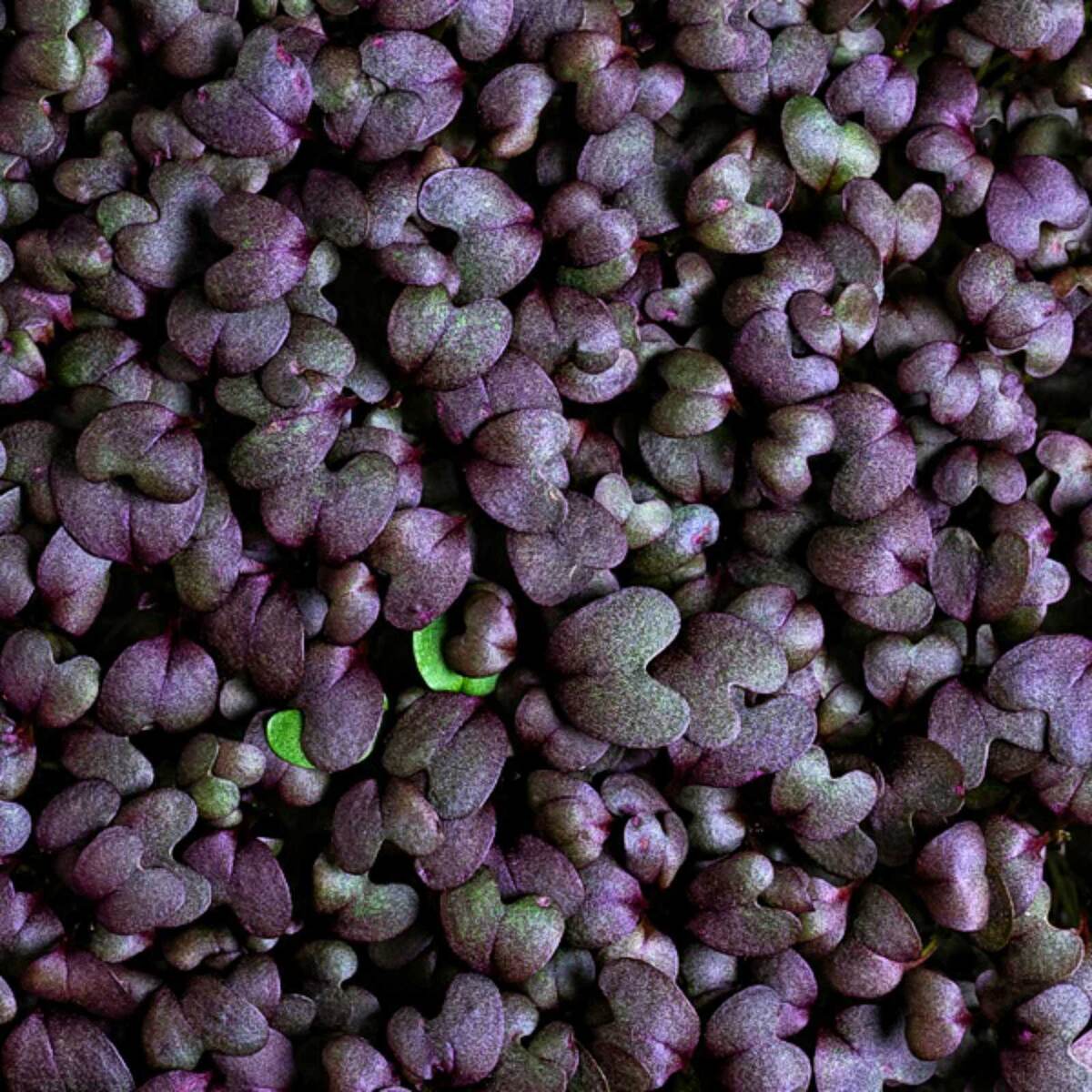 Микрогорчица красная