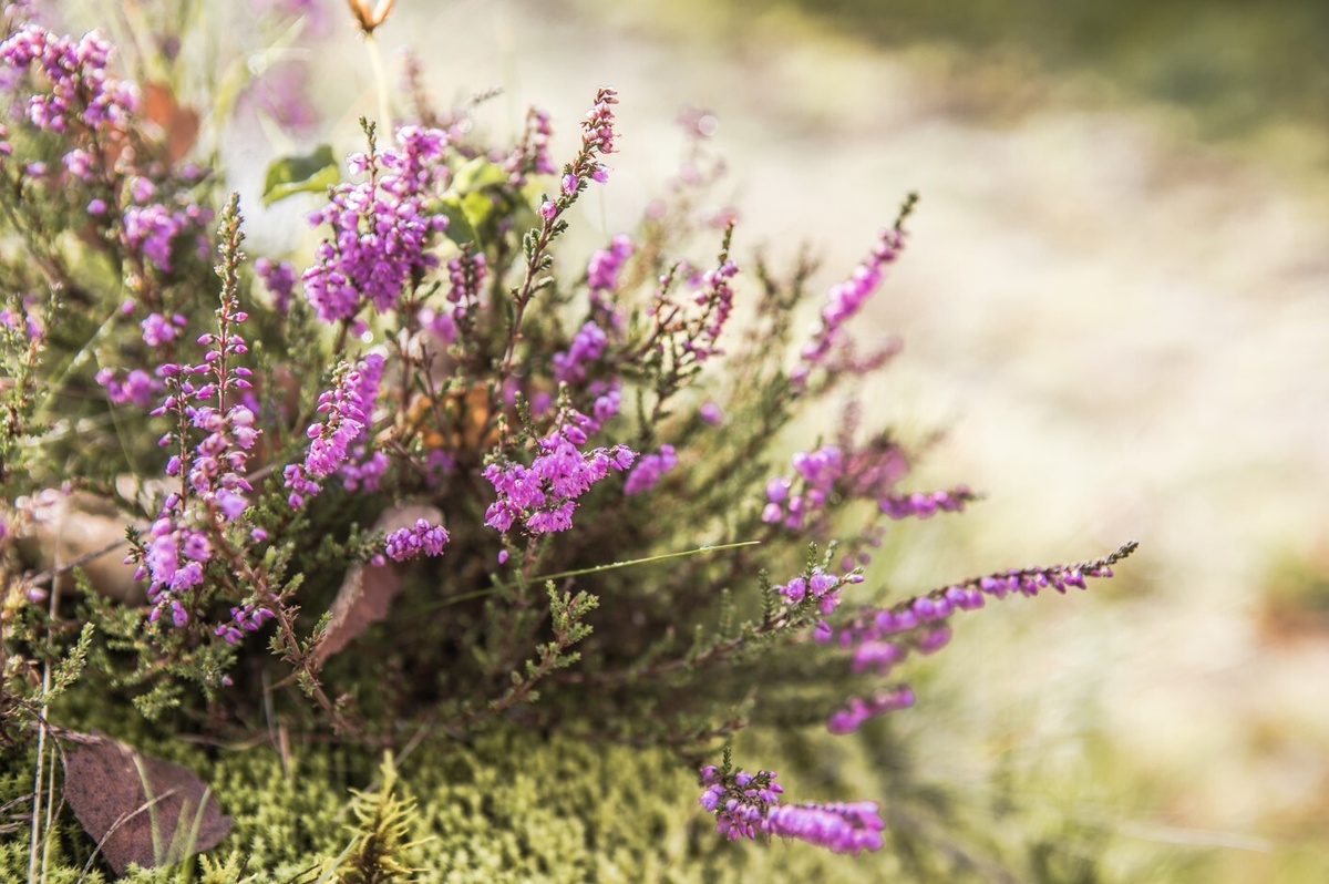 Вереск в ландшафтном дизайне