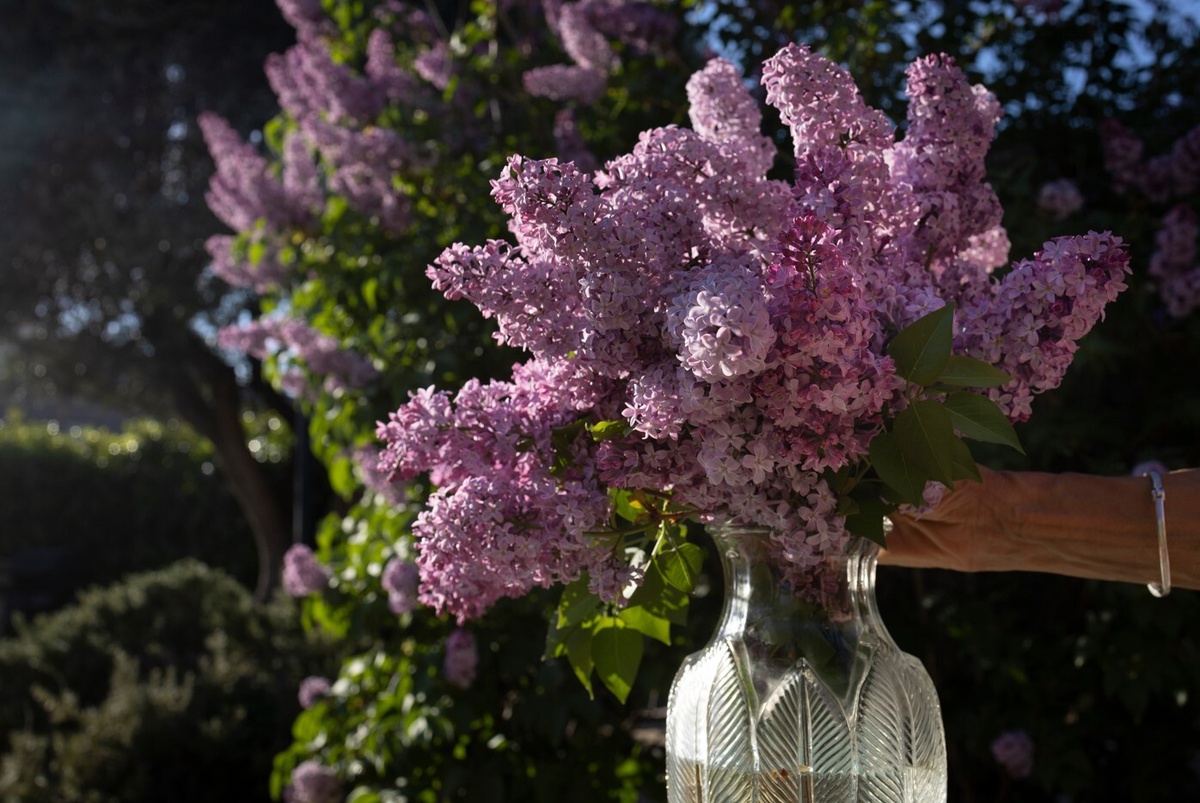 Сирень в ландшафтном дизайне