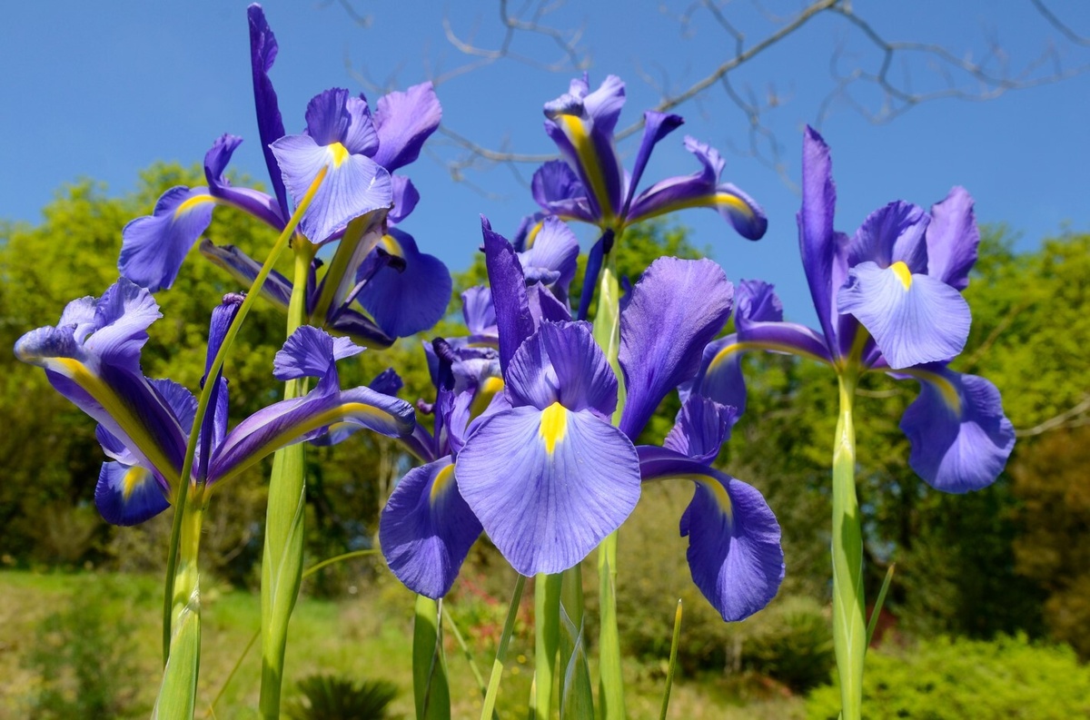 Ирисы в ландшафтном дизайне