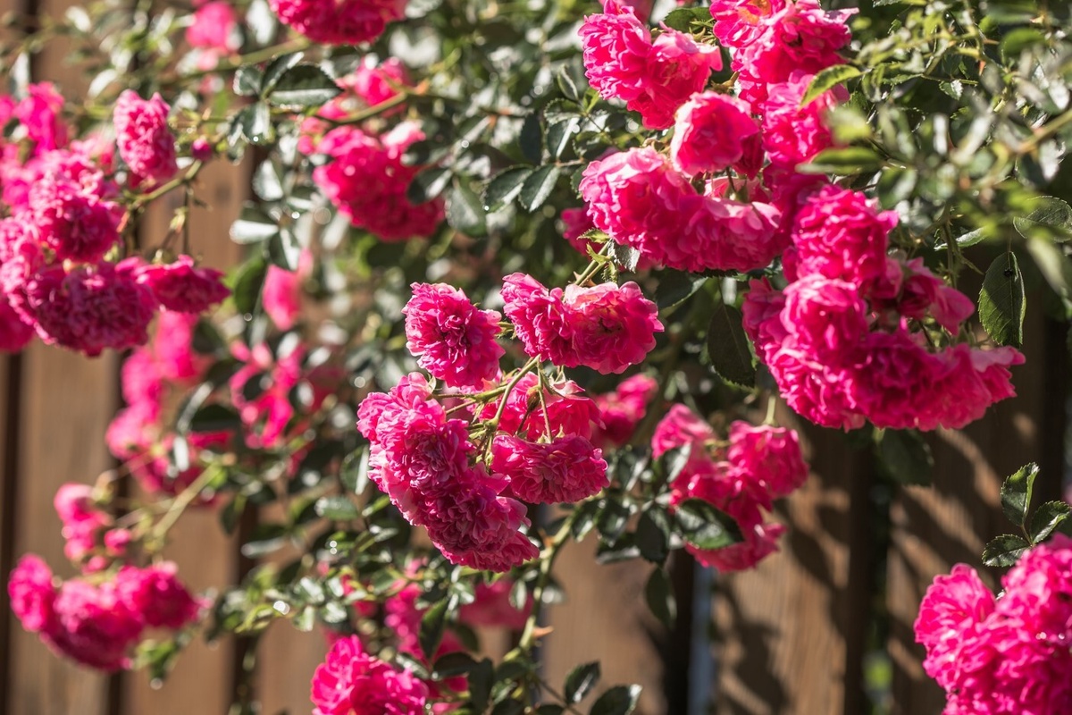 Плетистые розы в ландшафтном дизайне