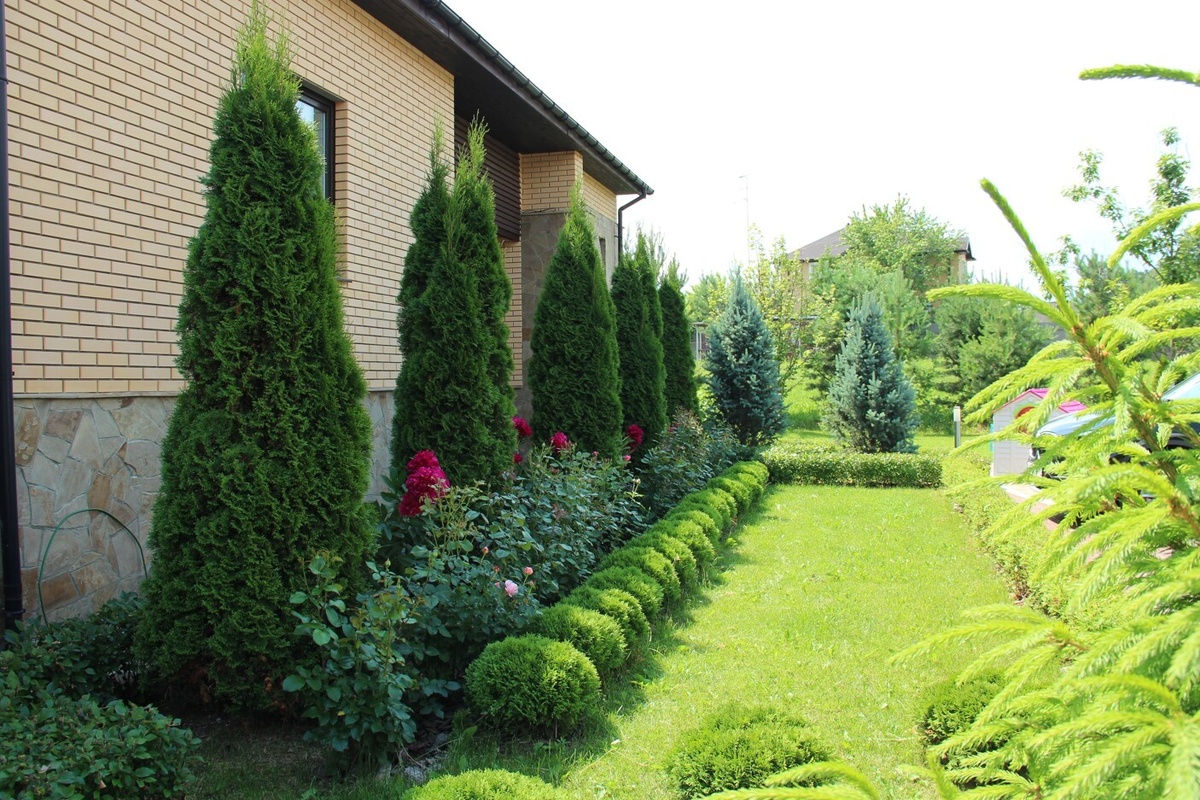Туи в ландшафтном дизайне