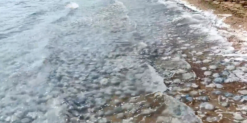 Фото: скриншот видео РЕН ТВ