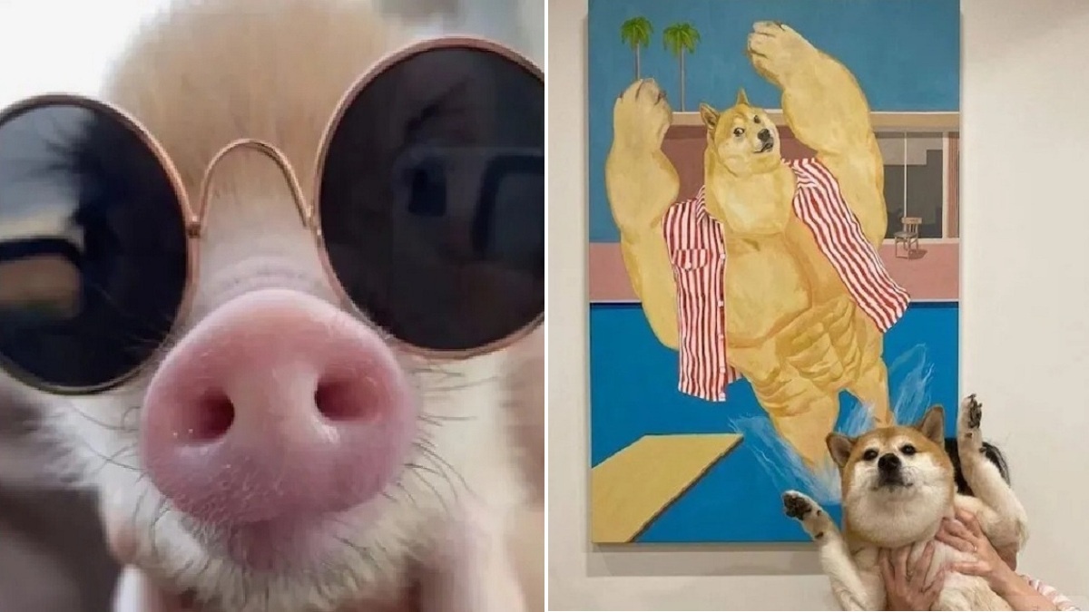 Животный юмор: 15 фото, после которых ты будешь икать от смеха