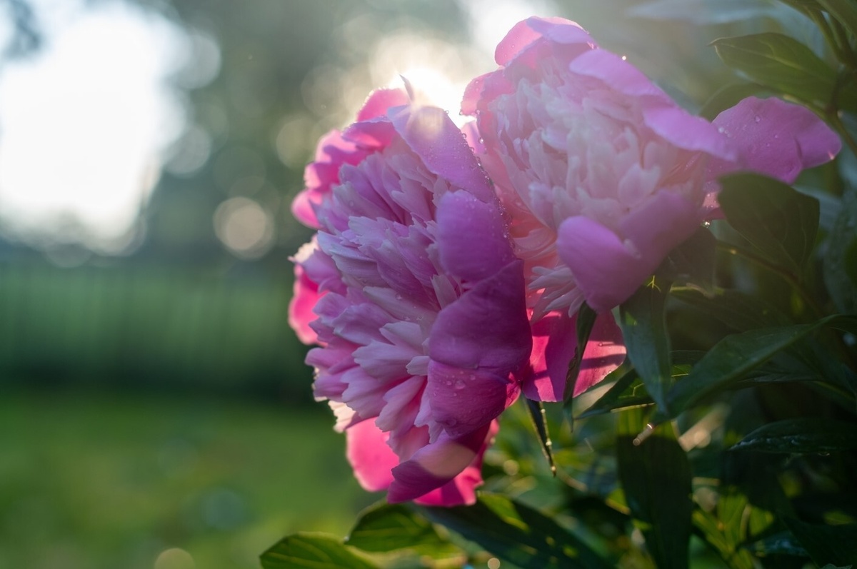 Пионы в ландшафтном дизайне