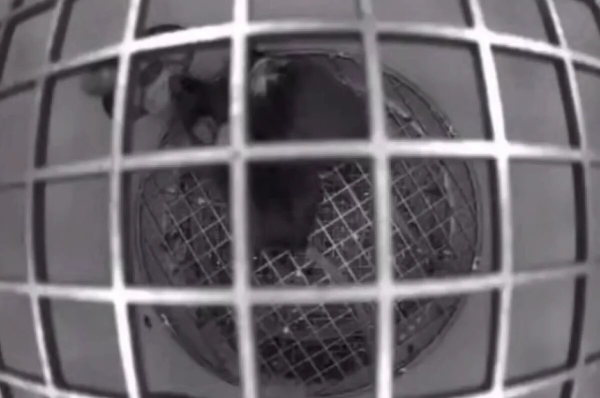    Роскосмос показал видео с мышами в невесомости на борту «Биона-М»