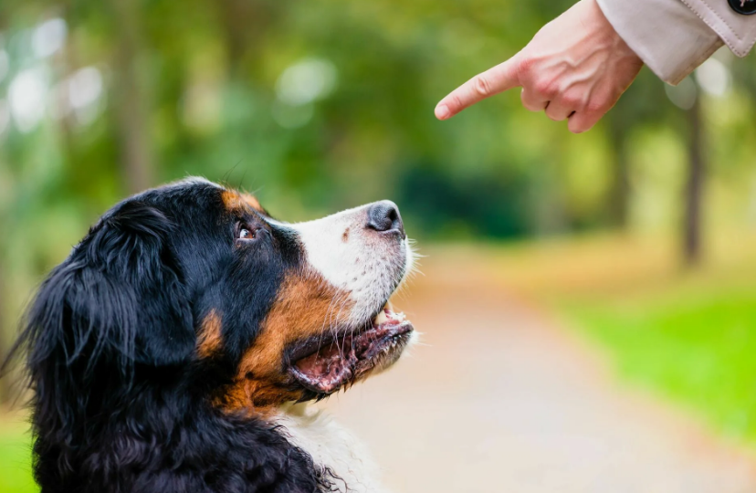 Волшебный пендель – эффективный способ мотивации собаки или недопустимый прием?
