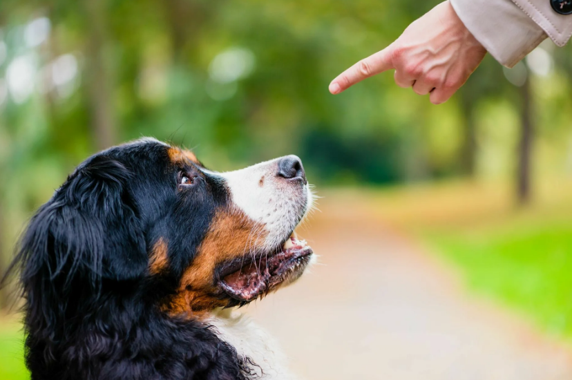 Фото с сайта rinti.de
