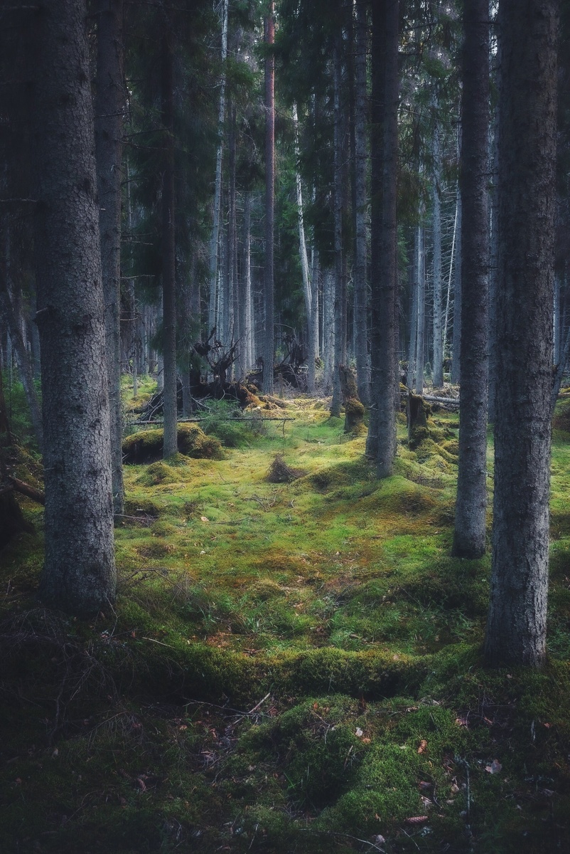 Меланхоличная Япония: дождь, музыка и парки Токио. Книга, которая пахнет сакурой.