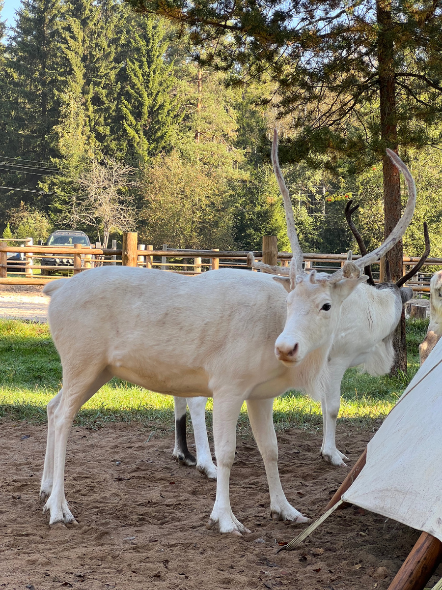 Красавица Белоснежка 