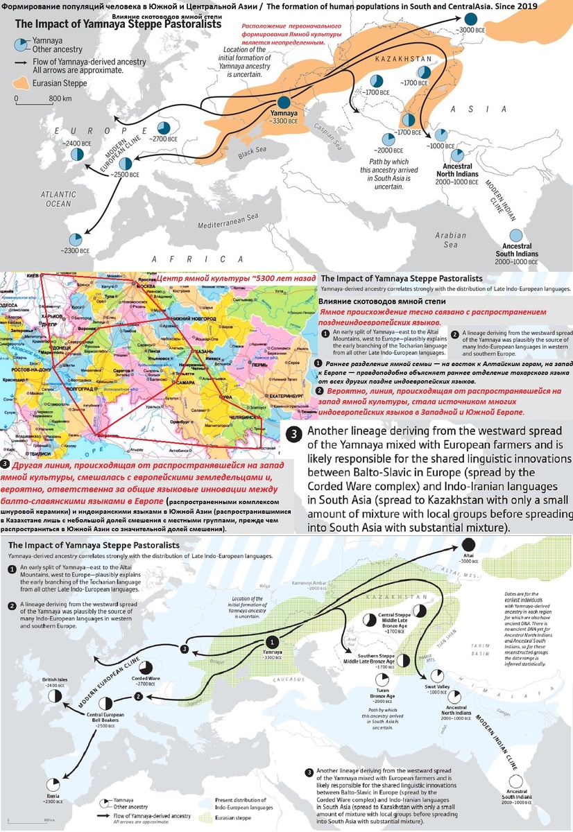 Формирование популяций человека в Южной и Центральной Азии The formation of human populations in South and Central Asia Влияние скотоводов ямной степи Since 2019