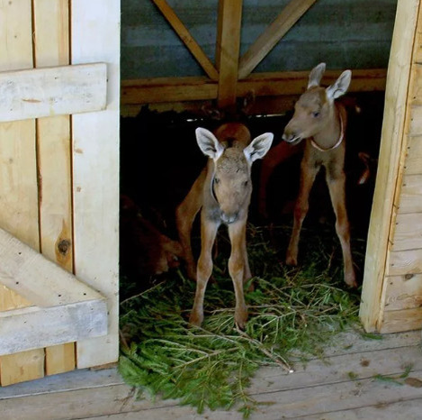 Костромская лосиная ферма