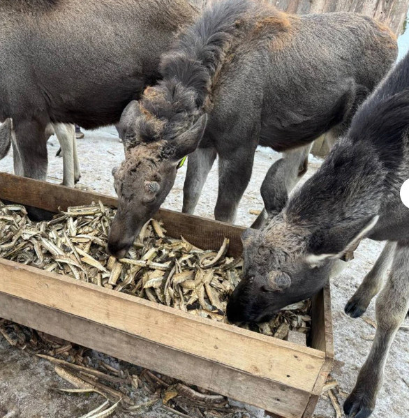 Экскурсия на лосиную ферму