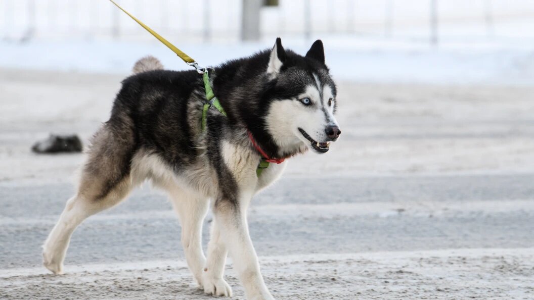    фото: Ilya Moskovets/URA.RU