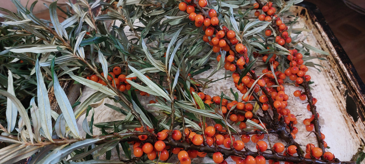 Выложила ветки на видавший лучшие времена глубокий противень и обираю ягоды. Редко, но некоторые все-таки лопаются от спелости. Ягода прекрасная. И по виду, и по вкусу, и по спелости. А на листике этом, я потом, кстати проверю пасту какую-то ЧИСТЮЛЯ. Мне есть что отмывать и еще . Купила в Новексе.