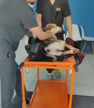 В Тверской области неизвестный из арбалета подстрелил беременную собаку