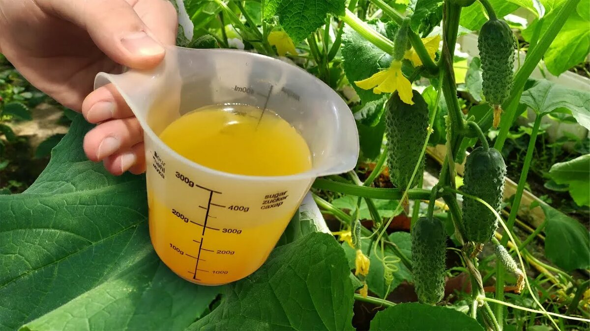 Подкормка огурцов