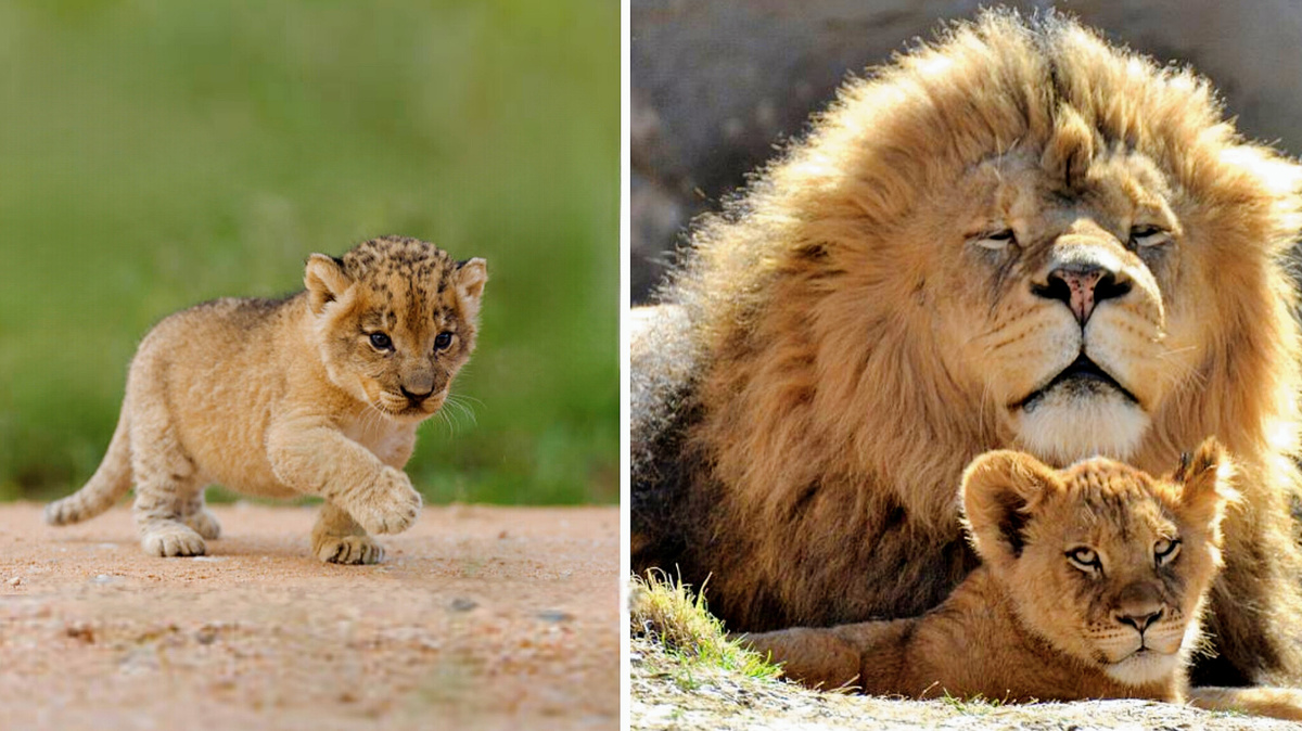 Лев: от "веснушчатого" крохи до гривастого царя зверей