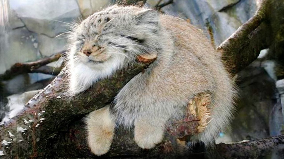 Крошка манул уснул на дереве