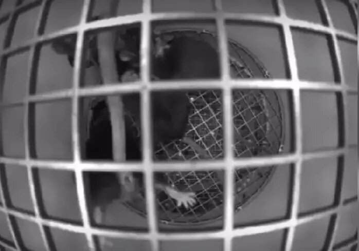    Фото: стоп-кадр видео от пресс-службы Роскосмоса