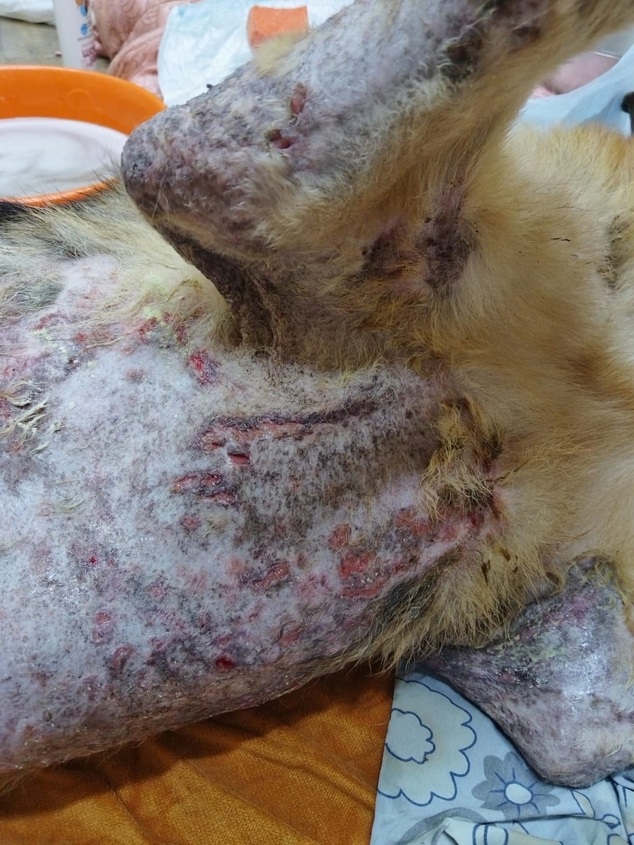 Так выглядит домашняя собака, которой во время не оказали помощь