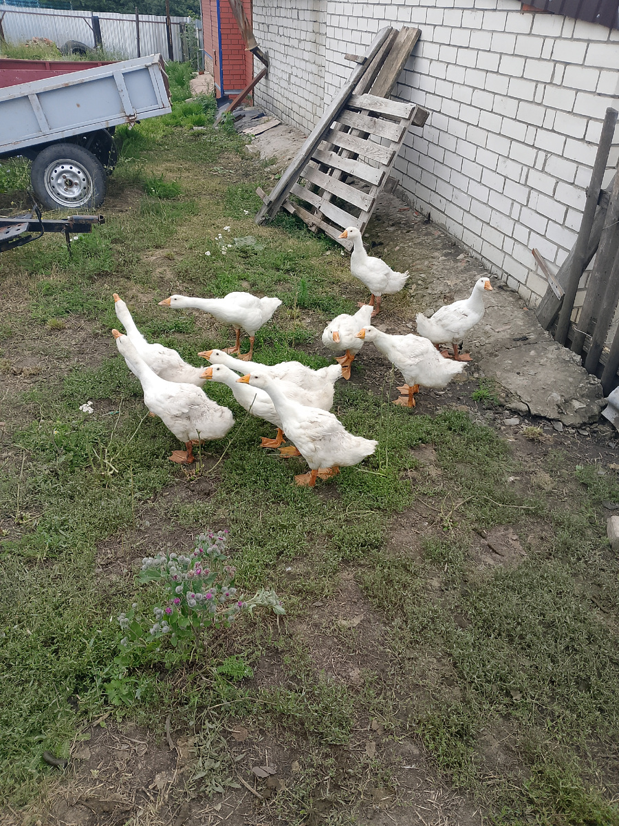 Травы не оставили на участке 