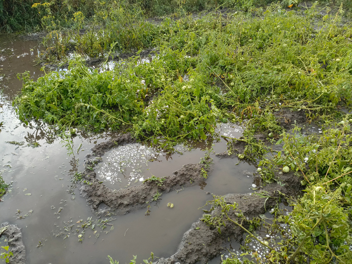Благо вчера собрала большую часть помидоров, пусть зелёные, но лежат целые и не вредимые.