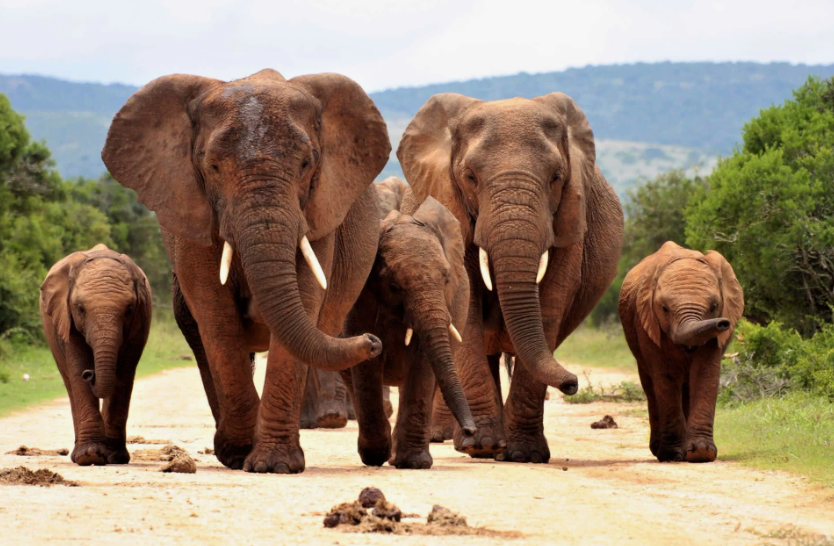 Настоящая семья!