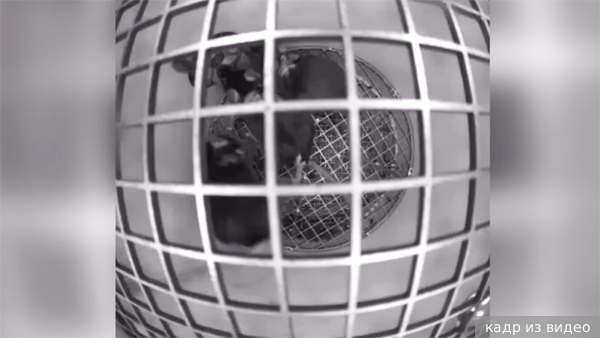     Фото: кадр из видео   
 Текст: Вера Басилая