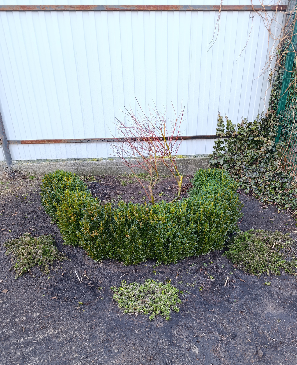 Так выглядели кустики флоксов 22 марта после зимовки.