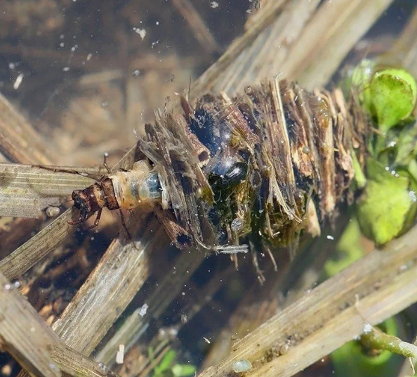 Дом на крошечных лапках.