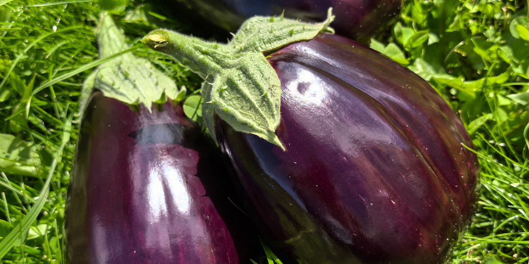 Как распознать, что баклажаны поспели и когда правильно снять???