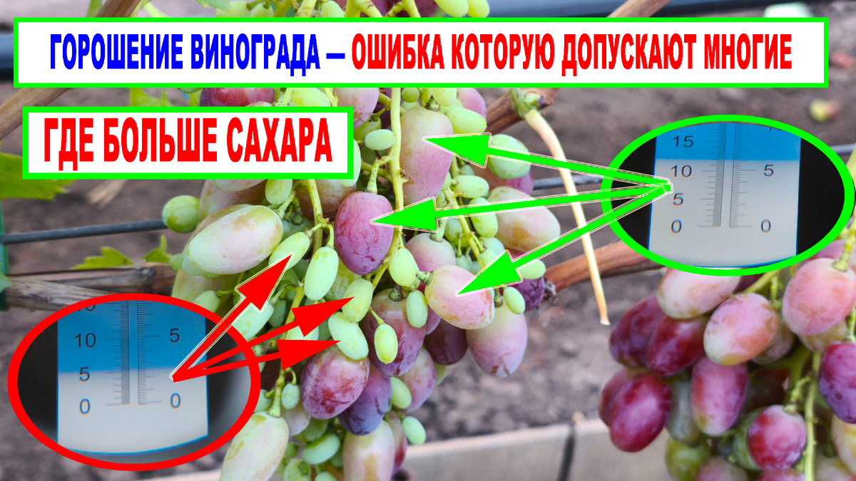 Проверка сахара в загорошившихся ягодах. 