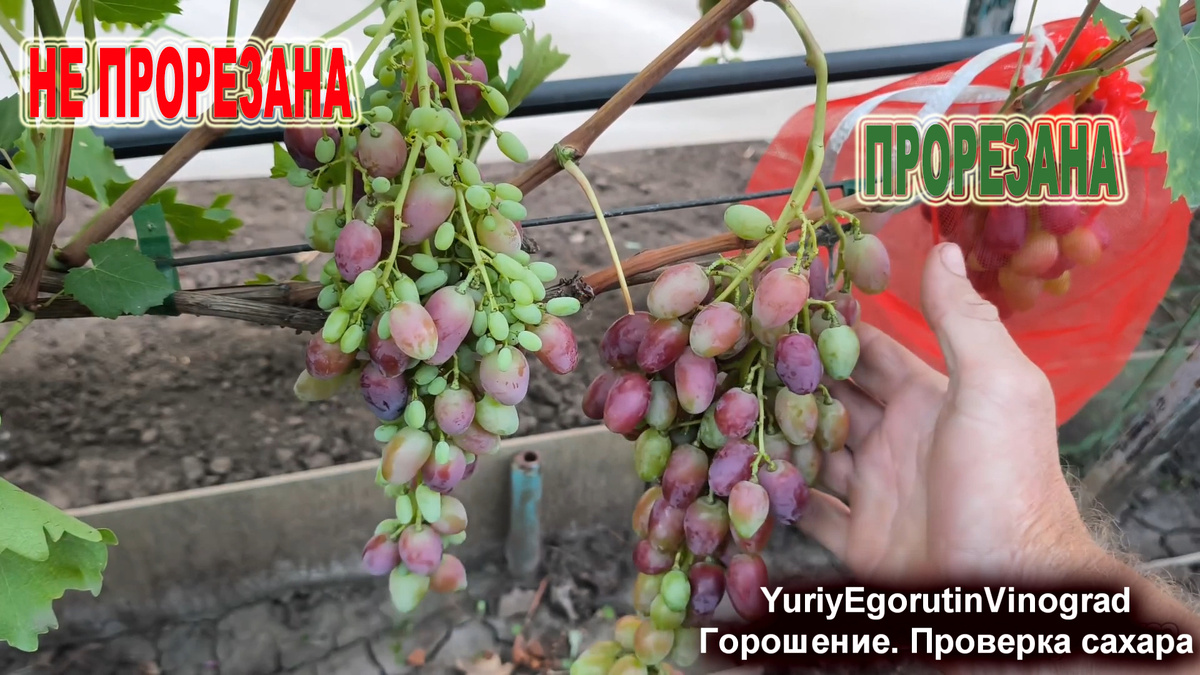 Сравнение гроздей.