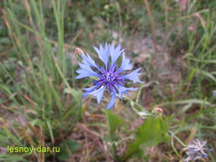 Соцветие-корзинка василька синего (фото с блога "Лесная кладовая")