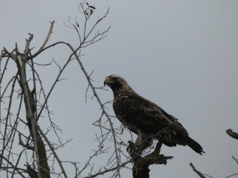 Взрослый могильник