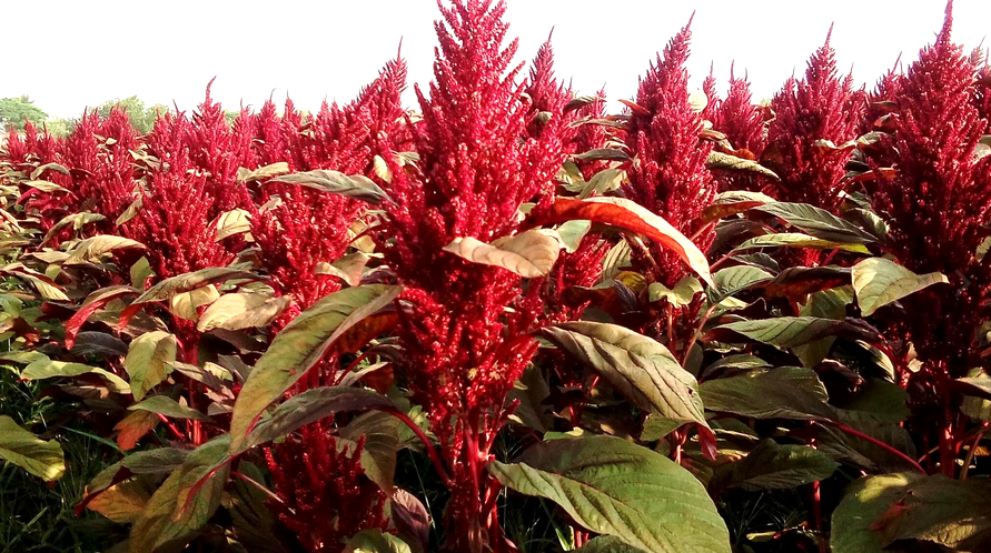 Амарант (щирица) и его невероятные свойства