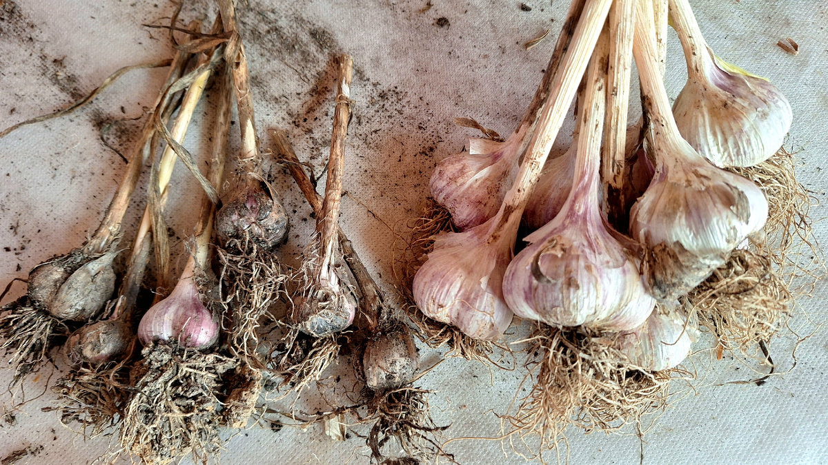 Фото автора. Сравнительный эксперимент чеснока