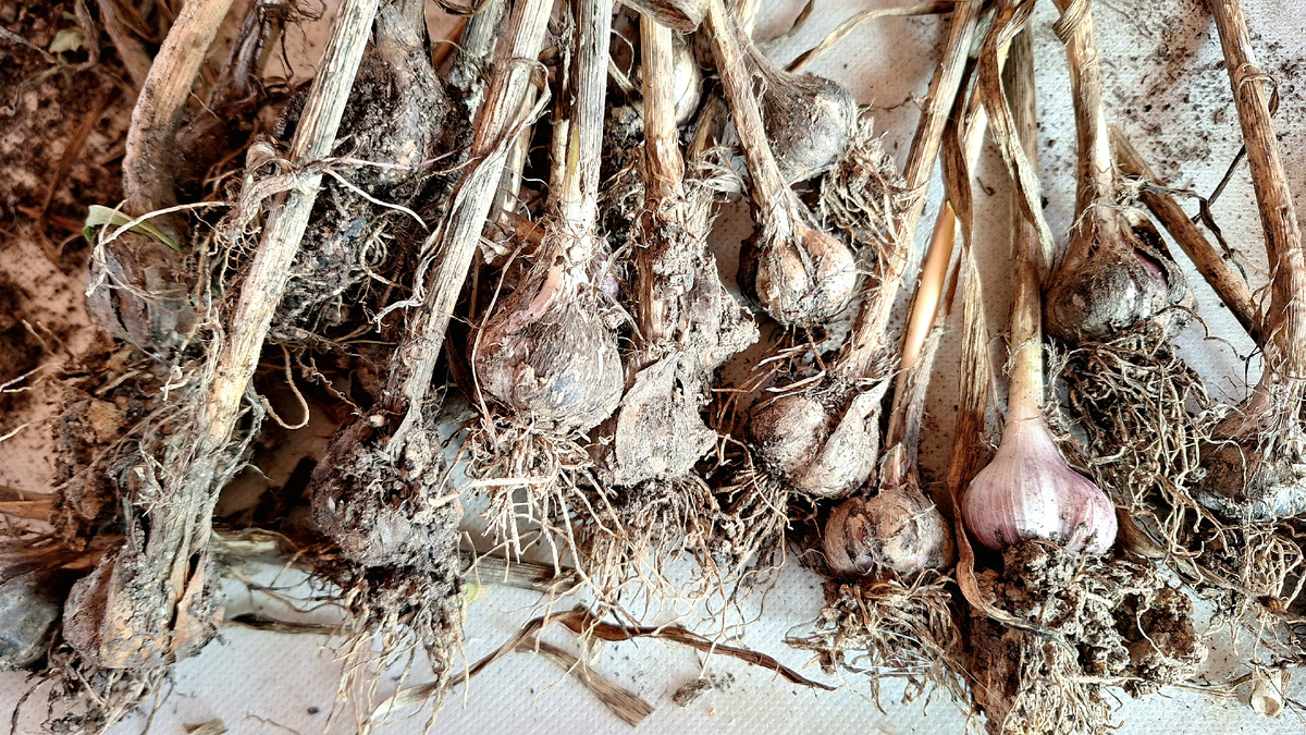 Фото автора. Чеснок первого способа