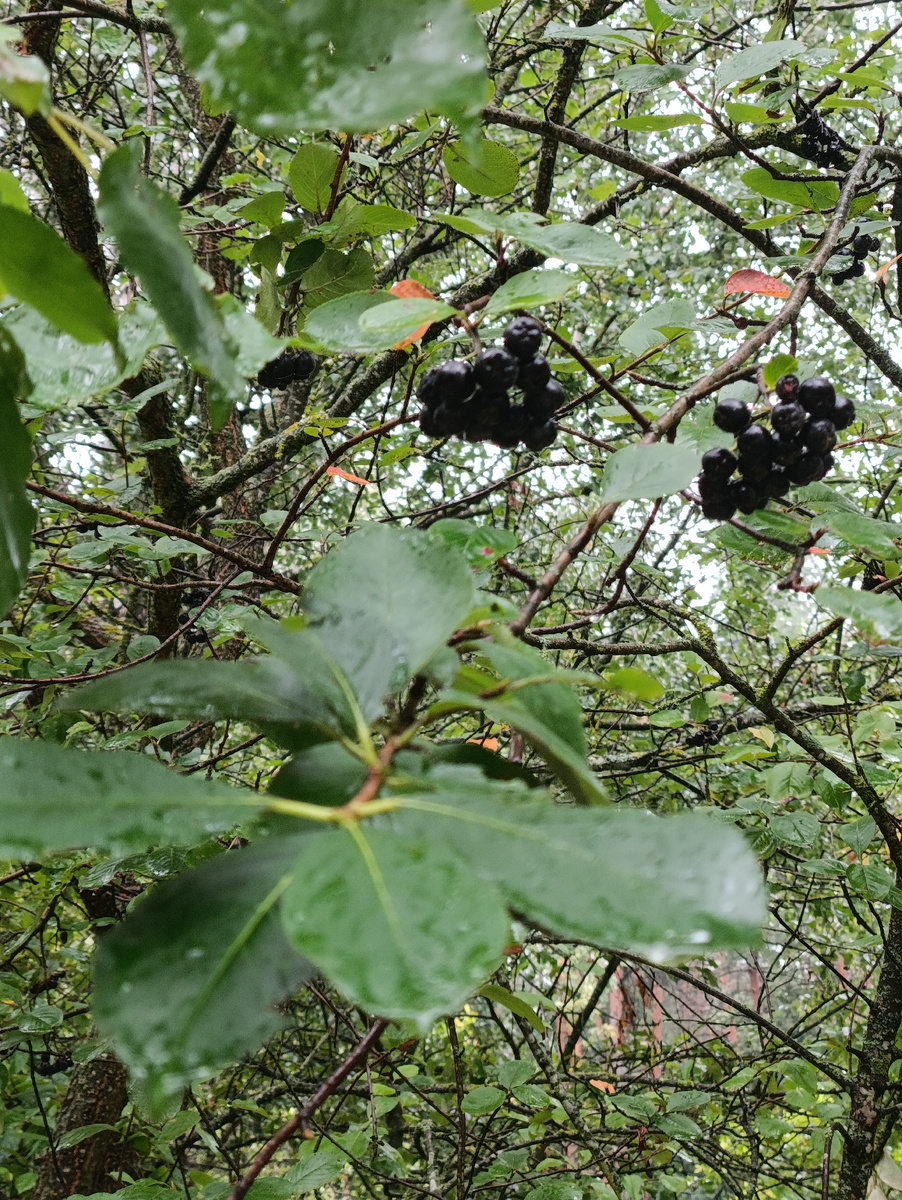 Черноплодная рябина возле нашего подъезда 