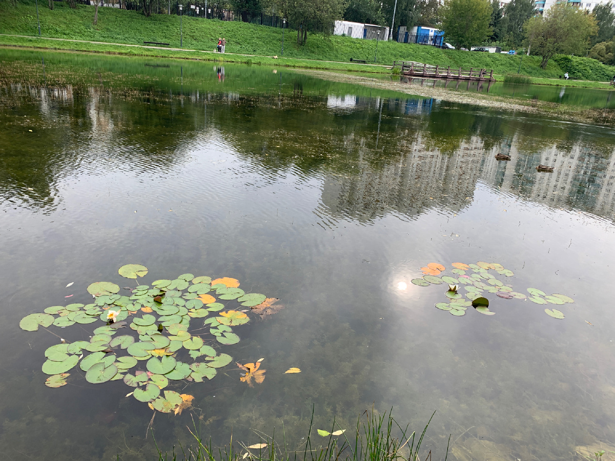 Белые водяные лилии  и отражение. Что может быть прекраснее?