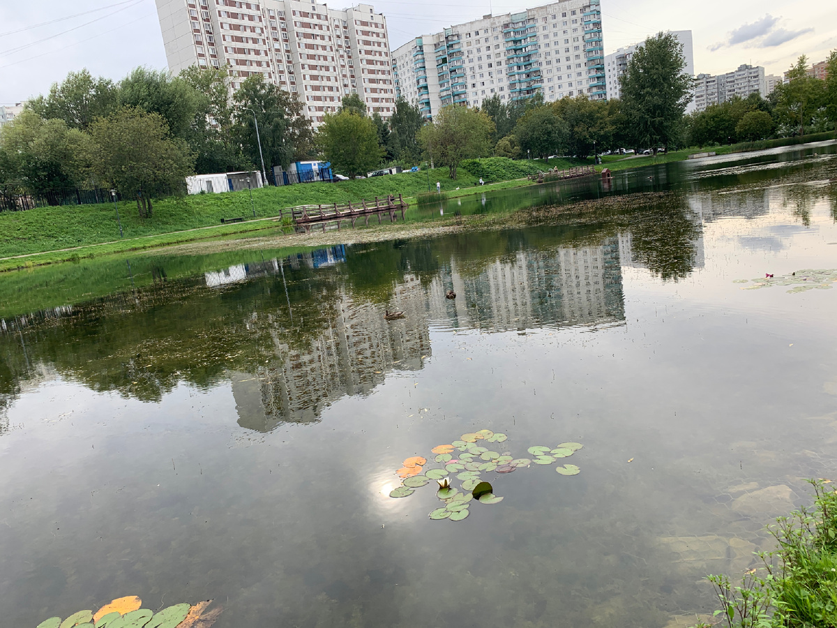 Водяные  БЕЛЫЕ ЛИЛИИ   на пруду в СОЛНЦЕВО.  К этой красоте тоже попросились стихи.