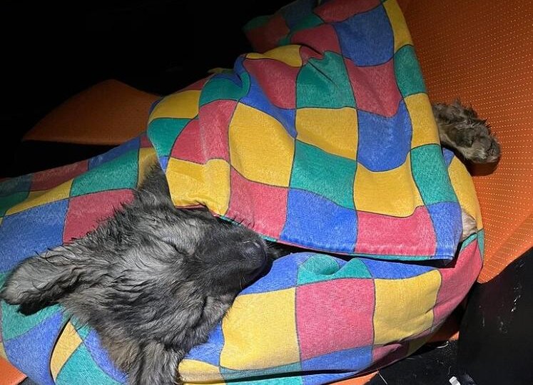 😎 Волонтерский перекур, или о сбитых четвероногих