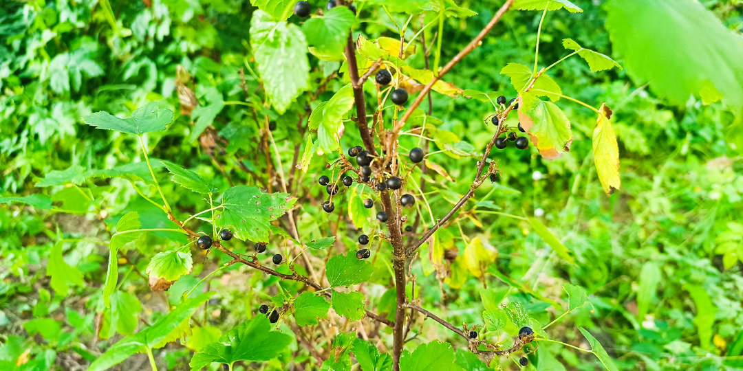 Чёрное Золото Финских Садов: Как Простой Лист Смородины Был Ценнее Ягод