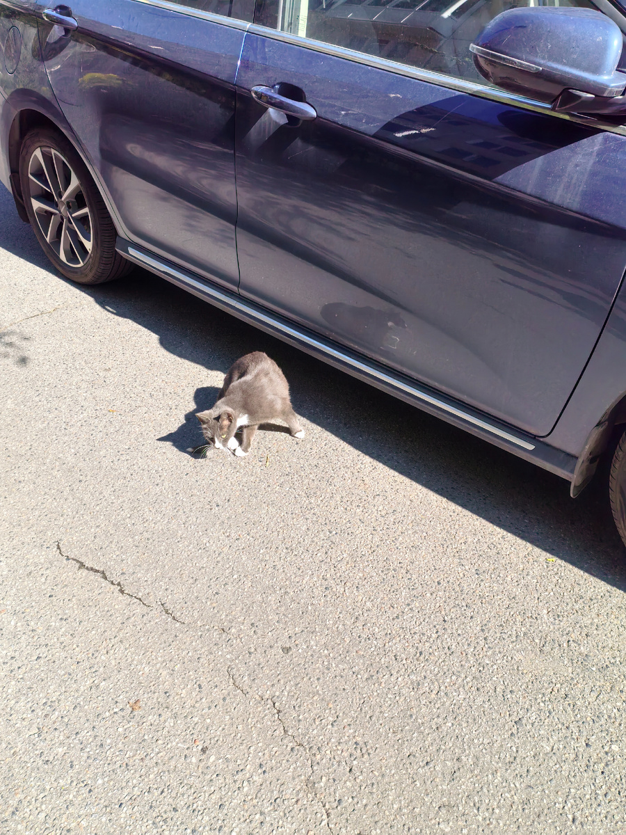 Коты Московского района