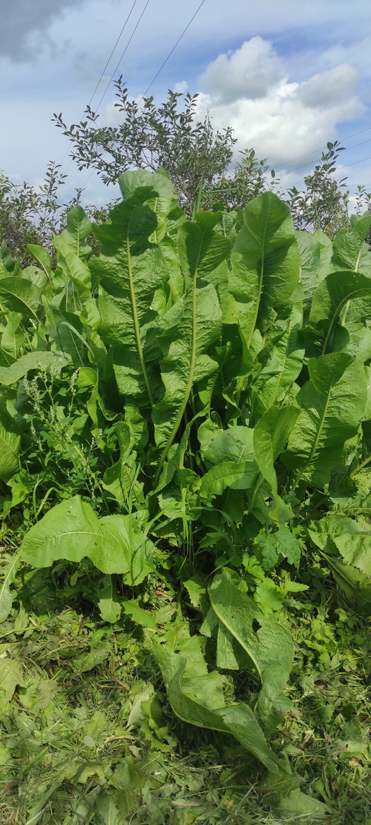 Заросли хрена