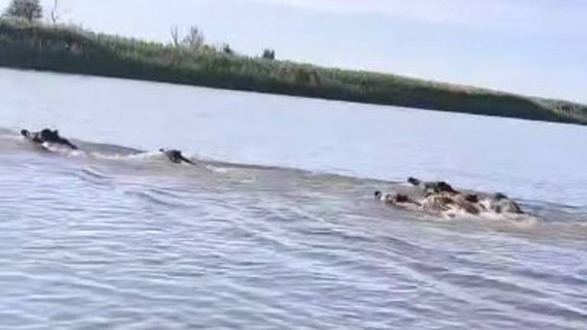    Фото: Скриншот с видео / Shot / Telegram